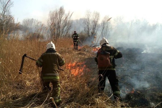 Після пожежі на болоті знищені сотні яєць водоплавних птахів