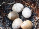 Після пожежі на болоті знищені сотні яєць водоплавних птахів