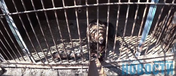 Зоопарк в ДНР: тісні клітки, замучені тварини та птахи