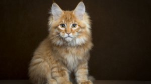 $2 тыс евро стоит кошка породы мейн-кун. Фото: likeme365.com
