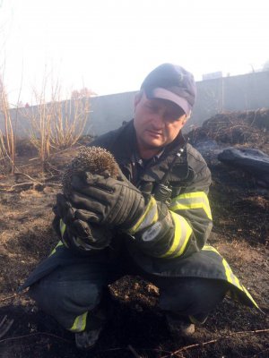 Столичний рятувальник тримає їжака, якого витягнули з палаючої трави в селі Білогородка Києво-Святошинського району