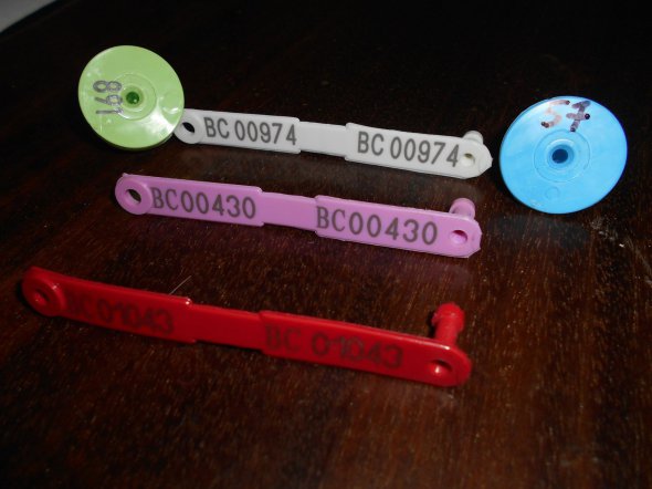 Якщо безпритульна тварина з біркою — вона щеплена проти сказу. Щороку іншого кольору, щоб ідентифікувати рік щеплення.