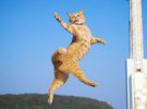У мережі показали смішні фото котів-танцюристів