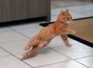 У мережі показали смішні фото котів-танцюристів