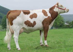 Породу корів монбельярд вивели у Франції. Ці тварини невибагливі до кормів та швидко адаптуються до будь-якого клімату