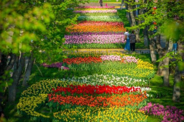 В Кропивницком будет проходить ежегодный фестиваль тюльпанов.