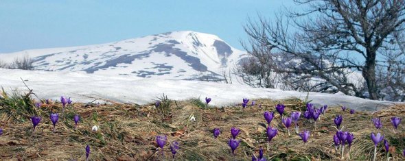 В мае в Карпатах одновременно растут цветы и лежит снег на горных вершинах .