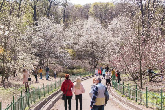 У Києві люди вже насолоджуються квітучими магноліями.