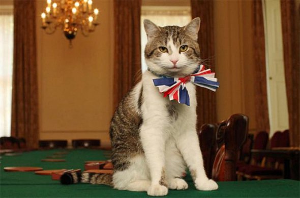 Кіт Ларрі служить у резиденції прем'єр-міністра Великобританії.