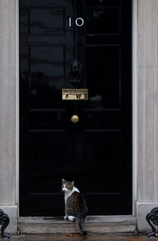 Кот Ларри служит в резиденции премьер-министра Великобритании.