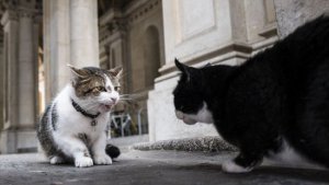 В прошлом году Ларри подрался с Палмерстоном. В драке коты потеряли ошейник и шерсть.