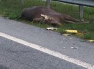 На автодороге Киев-Чоп произошла двойная смертельная авария из-за лося, который внезапно выбежал на дорогу