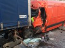 На автодороге Киев-Чоп произошла двойная смертельная авария из-за лося, который внезапно выбежал на дорогу