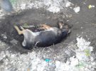 У селі Кам'яна Яруга в Чугуївському районі під Харковом шкуродери повішали собак