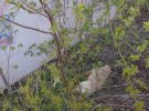 В селе Каменная Яруга в Чугуевском районе под Харьковом живодеры повесили собак