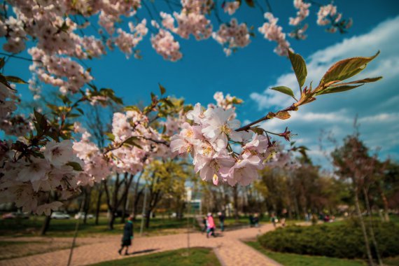 Алея сакур має довжину 988 м і занесена в книгу рекордів Гіннеса