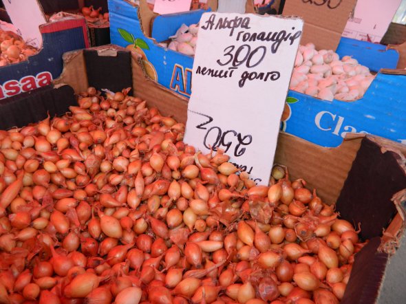 Семенной лук продают по 200-300 гривен: покупатели в шоке