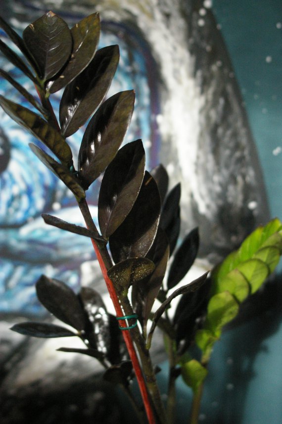 Заміокулькас чорний, або як ще його називають Raven (чорний ворон) рідкісна голонасіннєва рослина.  Особливий своїм забарвленням. Його листя чорне.