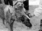 Двухголовая собака, созданная ученым Владимиром Демиховым. 1954 год. В 1954 году советский хирург Владимир Демихов потряс мир, продемонстрировав двухголовую собаку. Он создал это существо вопреки запретам Минздрава, пересадив голову, плечи и передние лапы щенка на шею взрослой собаки. Обе головы дышали, игрались, одновременно лакали молоко из мисок. Маленькая голова то и дело норовилась укусить большую за уши. Всего за пятнадцать лет Демихов создал двадцать двухголовых собак. Ни одна из них не прожила долго, они погибали из-за отторжения тканей. Один месяц был рекордным сроком. У животных были соединены кровеносные сосуды, создан общий круг кровообращения. Этот опыт ставился с целью проверить, можно ли будет для спасения заболевшего человека на время «подключать» его к кровеносной системе другого человека. Но главной целью экспериментов Демихова было научиться трансплантировать человеческое сердце и легкие. В 1967 году этой цели достиг другой хирург доктор Кристиан Баарнард, однако, многие признают, что Демихов «вымостил» дорогу для достижения этой цели.