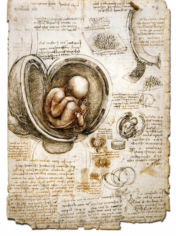 Леонардо да Вінчі. Анатомічна замальовка плоду в матці, 1510 рік. Художник багато робіт присвятив появі людини на світ. Усі малюнки ретельно описував і пояснював