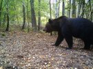 Показали снимки дикой природы Чернобыля. 