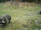 Показали знімки дикої природи Чорнобиля