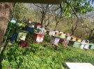 У Мачухівській ОТГ масово гинуть бджоли