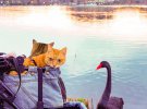 Японец Дайсуке Нагасава путешествует по стране с котами 