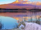 Японец Дайсуке Нагасава путешествует по стране с котами 