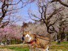Японець Дайсуке Нагасава подорожує країною з котами