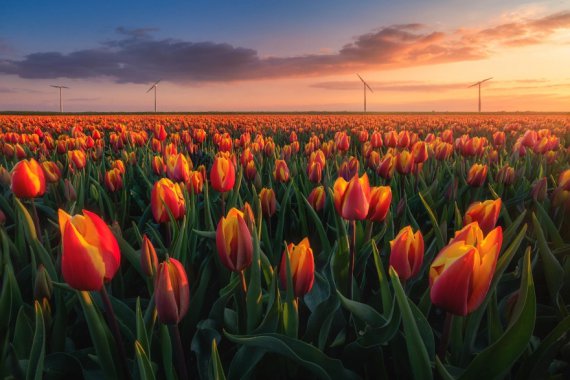 льберт Дросте сделал удивительные снимки голландских плантации тюльпанов