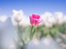 Альберт Дрос зробив дивовижні знімки голландських плантації тюльпанів