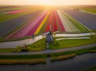 Альберт Дрос зробив дивовижні знімки голландських плантації тюльпанів
