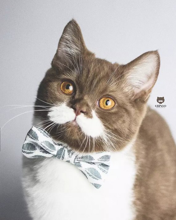 Instagram-пользователи восхищаются необычным котом