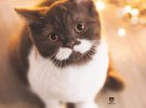 Instagram-пользователи восхищаются необычным котом