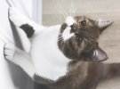 Instagram-користувачі захоплюються незвичним котом