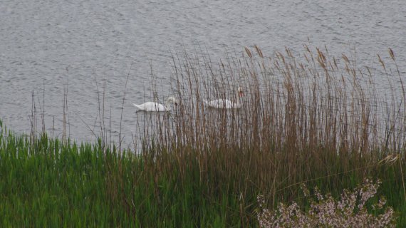У Карлівці на одному із ставків у мікрорайоні Гурамішвілі  оселилася пара лебедів