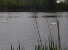 У Карлівці на одному із ставків у мікрорайоні Гурамішвілі  оселилася пара лебедів