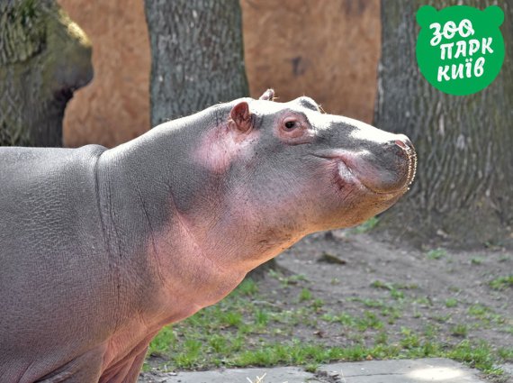 Жители Киевского зоопарка любуются солнцем. Фото: Zoo.kiev