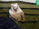 Жителі Київського зоопарку милуються сонцем. Фото: Zoo.kiev