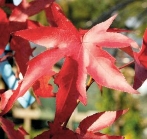 Ліквідамбара має розкішне листя, яке нагадує кленове. З вересня крона дерева забарвлюється в яскраво-оранжевий колір, що поступово переходить у пурпуровий і насичено-бордовий