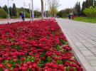 В окупованому Севастополі розпустилися квіти