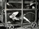 Цирковой артист в вагоне-аквариуме с крокодилами. Берлин, 1933 год