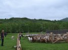 Традиция проводов отар овец и коз на полонинские пастбища на Закарпатье поддерживается с давних времен