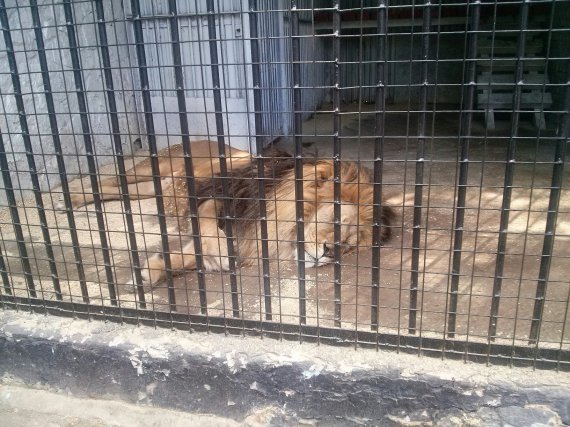 В зоопарку на окупованій Луганщині від поганих умов утримання страждають звірі