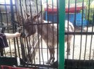 В зоопарку на окупованій Луганщині від поганих умов утримання страждають звірі