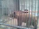 В зоопарке на оккупированной Луганщине от плохих условий содержания страдают звери