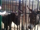 В зоопарке на оккупированной Луганщине от плохих условий содержания страдают звери