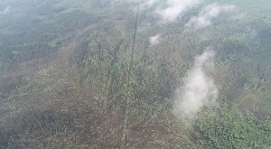 В Житомирской области смерч уничтожил 100 га леса. Фото: Facebook
