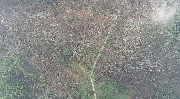 В Житомирской области смерч уничтожил 100 га леса. Фото: Facebook
